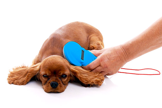 Tier Krankenversicherung